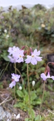 Primula munroi