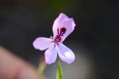 Pelargonium laevigatum