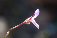 Pelargonium laevigatum