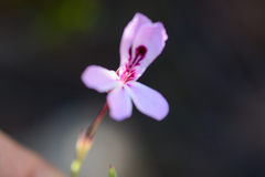 Pelargonium laevigatum