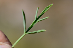 Pelargonium laevigatum