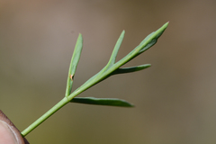 Pelargonium laevigatum