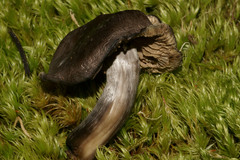 Nitida