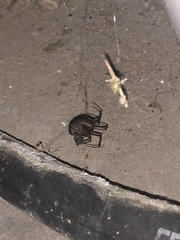 Latrodectus geometricus