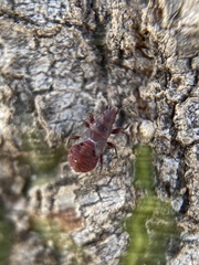 Oxycarenus lavaterae