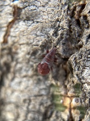 Oxycarenus lavaterae