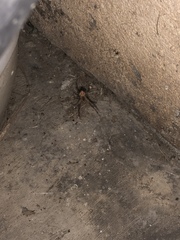 Latrodectus geometricus