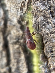 Oxycarenus lavaterae