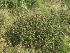 Monarda stipitatoglandulosa