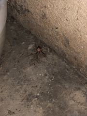 Latrodectus geometricus