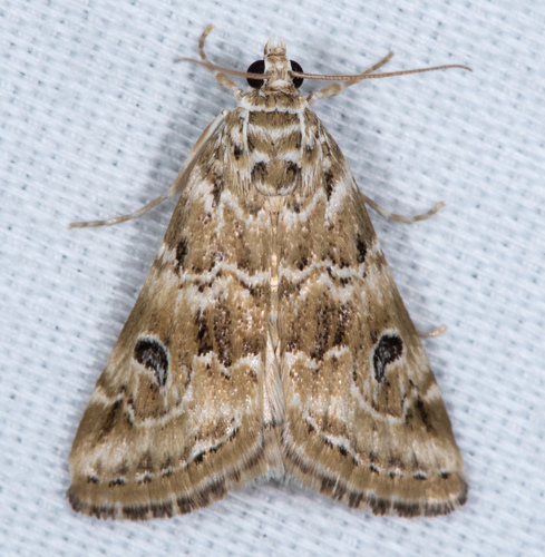 Cabbage Webworm Moth photo 5