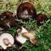 Lactarius fallax concolor - Photo (c) John Plischke, some rights reserved (CC BY-NC-SA), uploaded by John Plischke