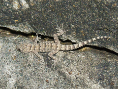 Mediodactylus heterocercus