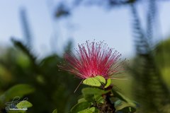 Pseudobombax ellipticum