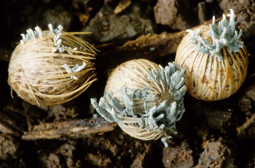 Penicillium observed 2010-06-27