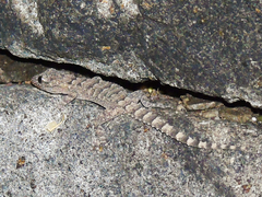 Mediodactylus heterocercus