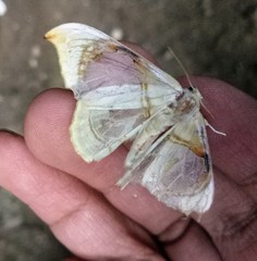 Macrauzata fenestraria