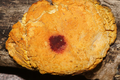 Hypocrea pallida image