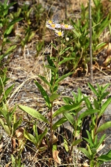 Eurybia radulina