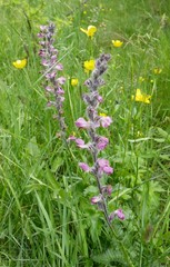 Pedicularis rostratospicata