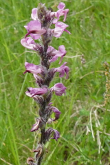 Pedicularis rostratospicata