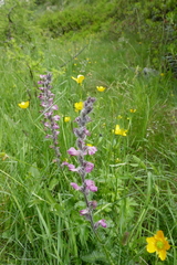 Pedicularis rostratospicata