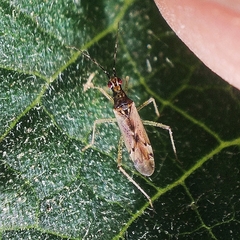 Dicyphus errans