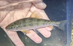 Erimyzon claviformis