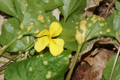 Puccinia violae