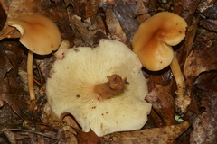 Gymnopus earleae