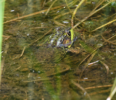 Lithobates septentrionalis