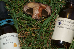 Tylopilus atronicotianus