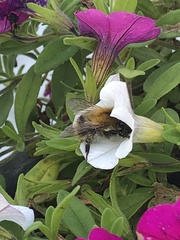 Bombus pascuorum