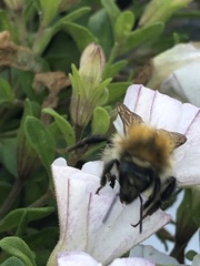 Bombus pascuorum