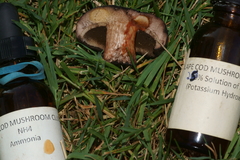 Tylopilus atronicotianus