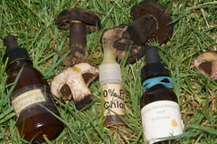 Tylopilus atronicotianus