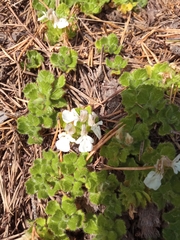 Teucrium pyrenaicum guarensis