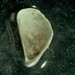 Dark Falsemussel - Photo (c) Andy Newman, some rights reserved (CC BY-NC), uploaded by Andy Newman
