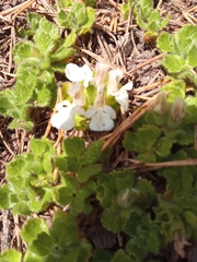 Teucrium pyrenaicum guarensis