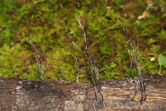 Xylaria filiformis