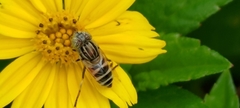 Eristalinus taeniops
