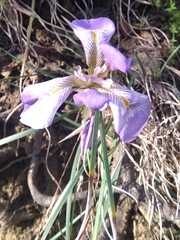 Iris unguicularis
