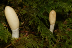 Trichoderma leucopus