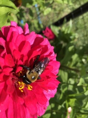 Xylocopa virginica