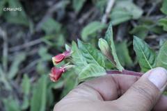 Oenothera epilobiifolia