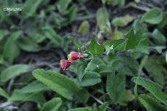 Oenothera epilobiifolia