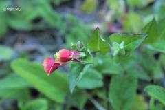 Oenothera epilobiifolia