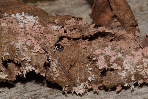 Chromelosporium carneum image