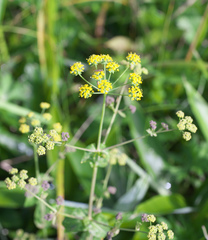 Bupleurum longiradiatum