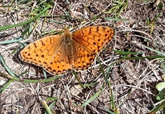 Argynnis jainadeva